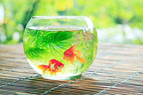 居家养鱼风水讲究，怎么养鱼招财运？